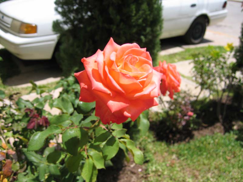 IMG_0187