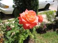 IMG_0187
